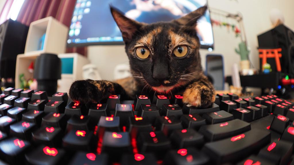 在键盘附近的滑稽的三色的猫