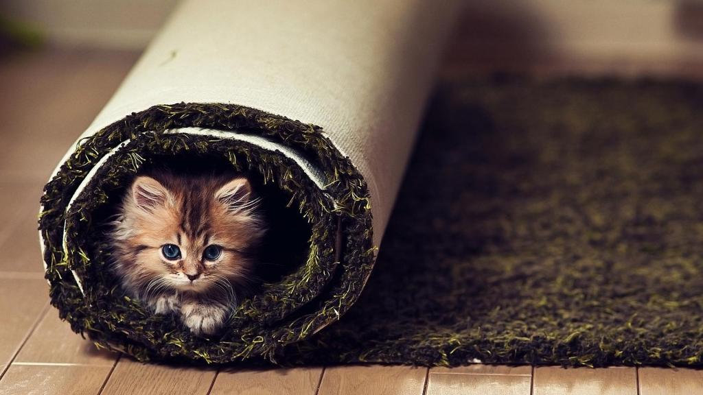 在地毯上的小滑稽的猫