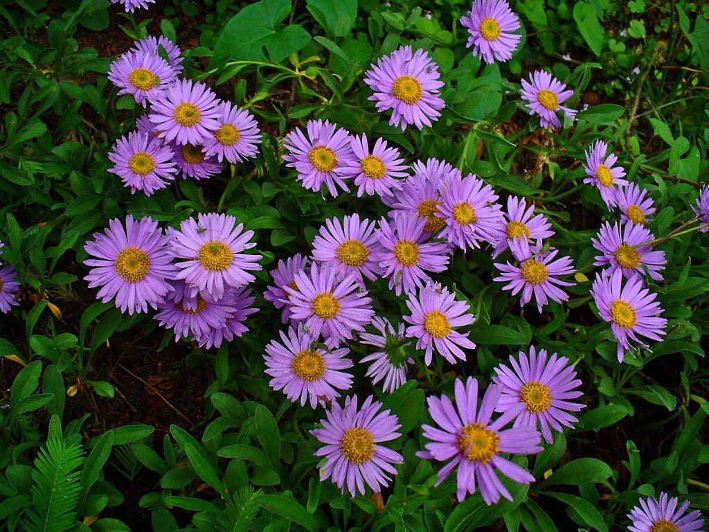 美丽的紫flowers花在花园里的花坛上