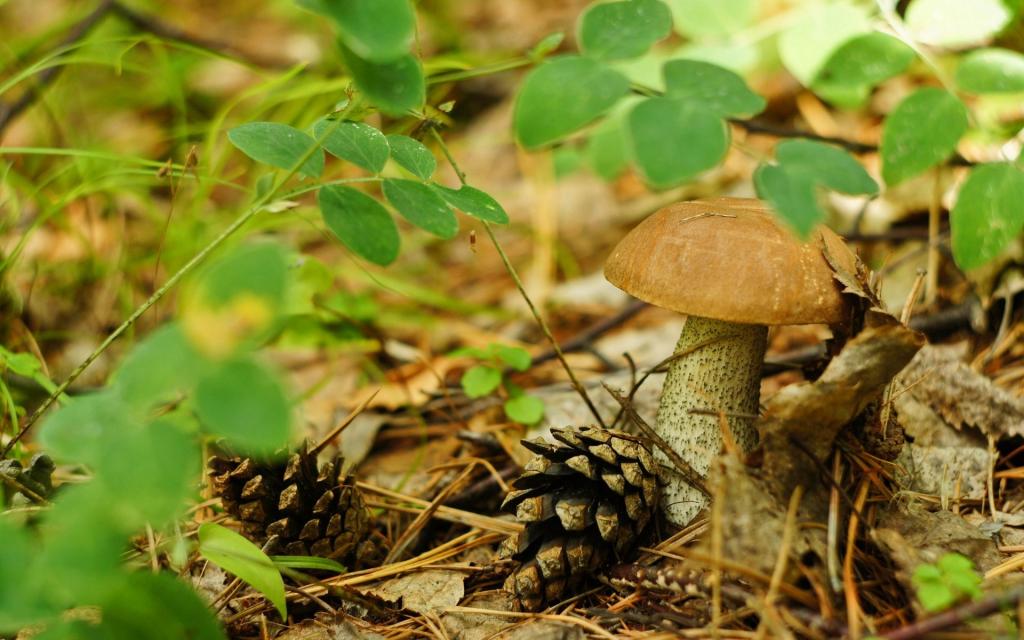 锥体旁边的蘑菇
