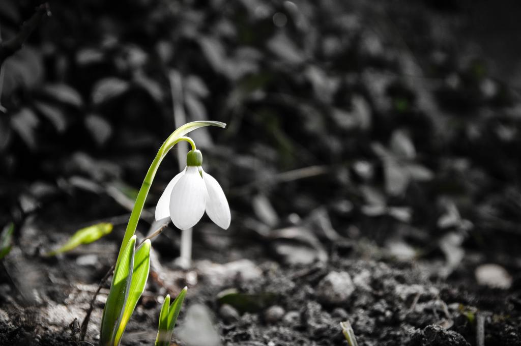 孤独的白色春天雪花莲
