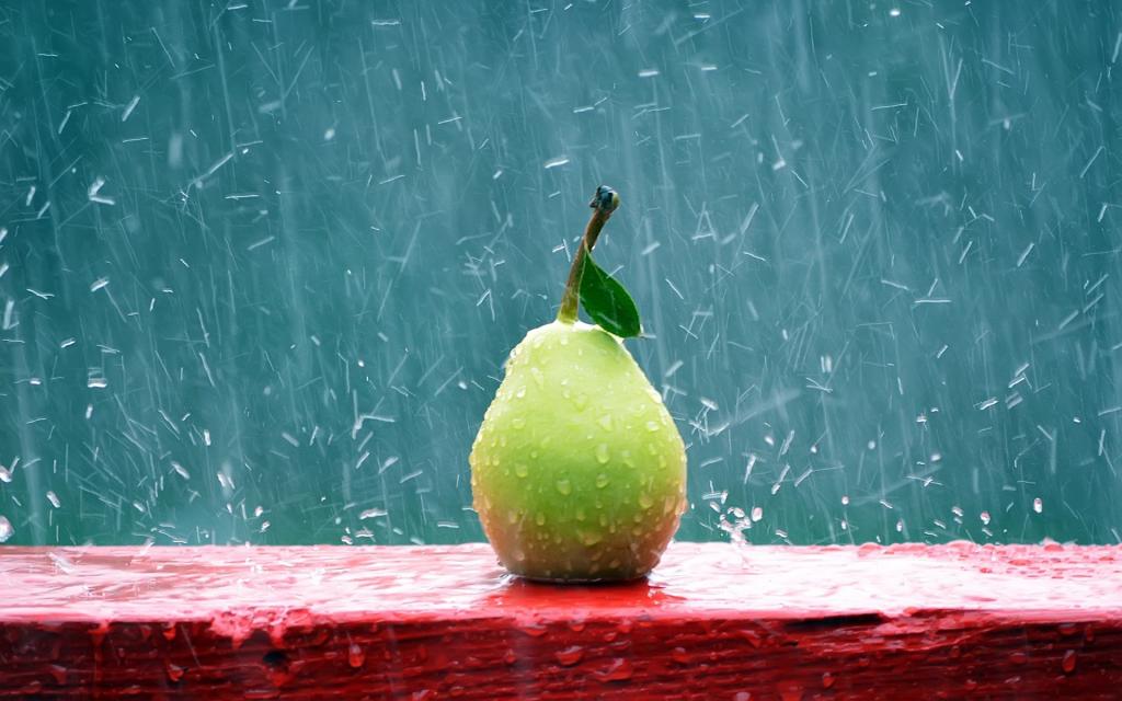 梨在雨中