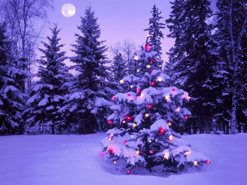 圣诞树在满月的新年