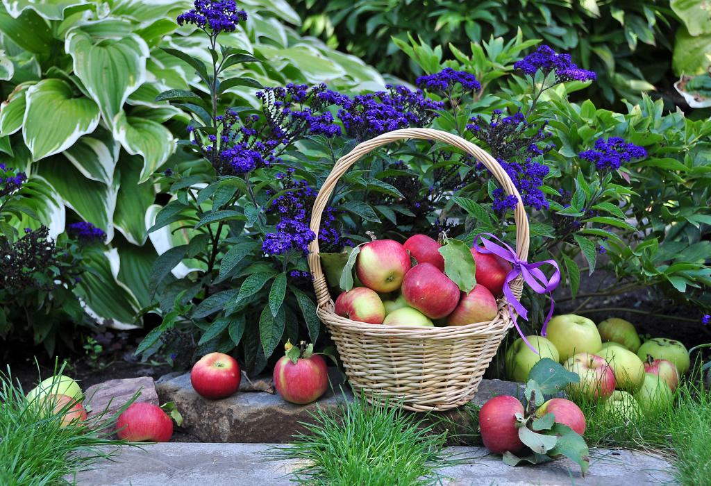 在蓝色的花园旁边的篮子里的苹果花