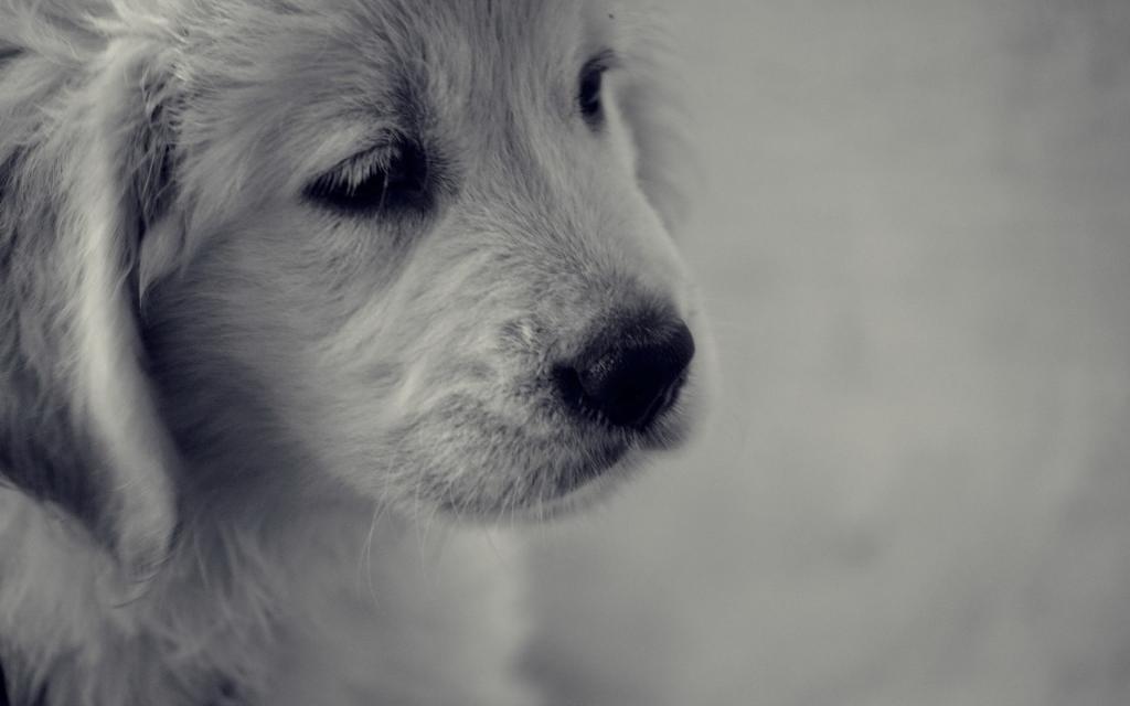 悲伤的白色小狗与黑色的鼻子
