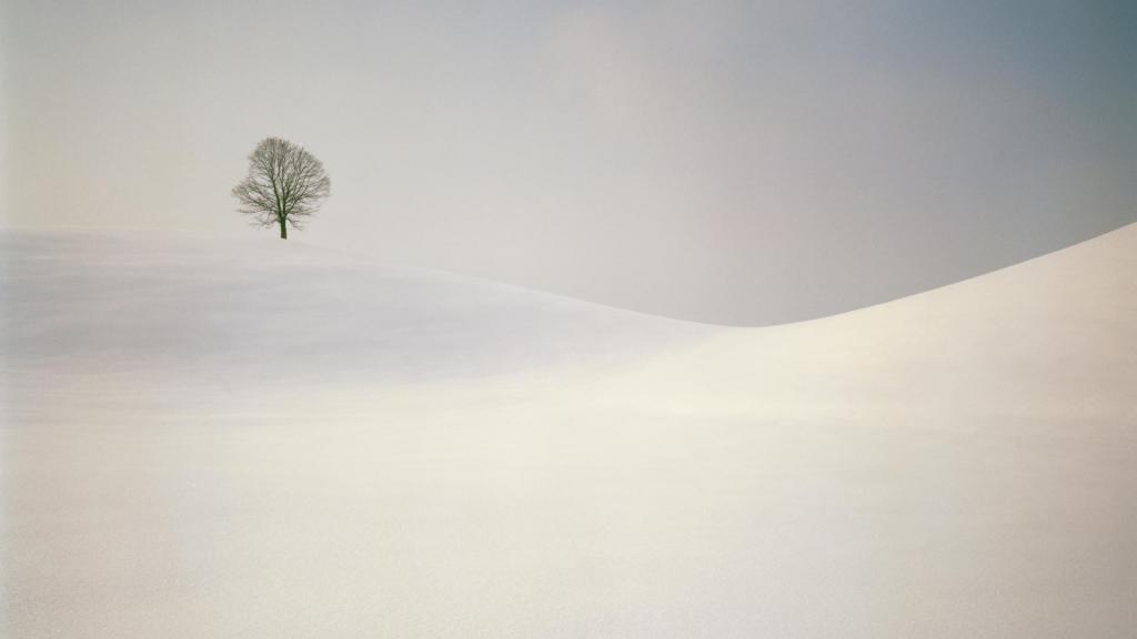 在积雪覆盖的山上棵孤独的树