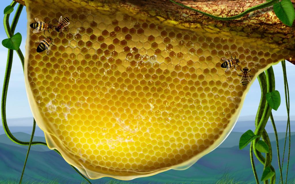 蜜蜂蜂窝