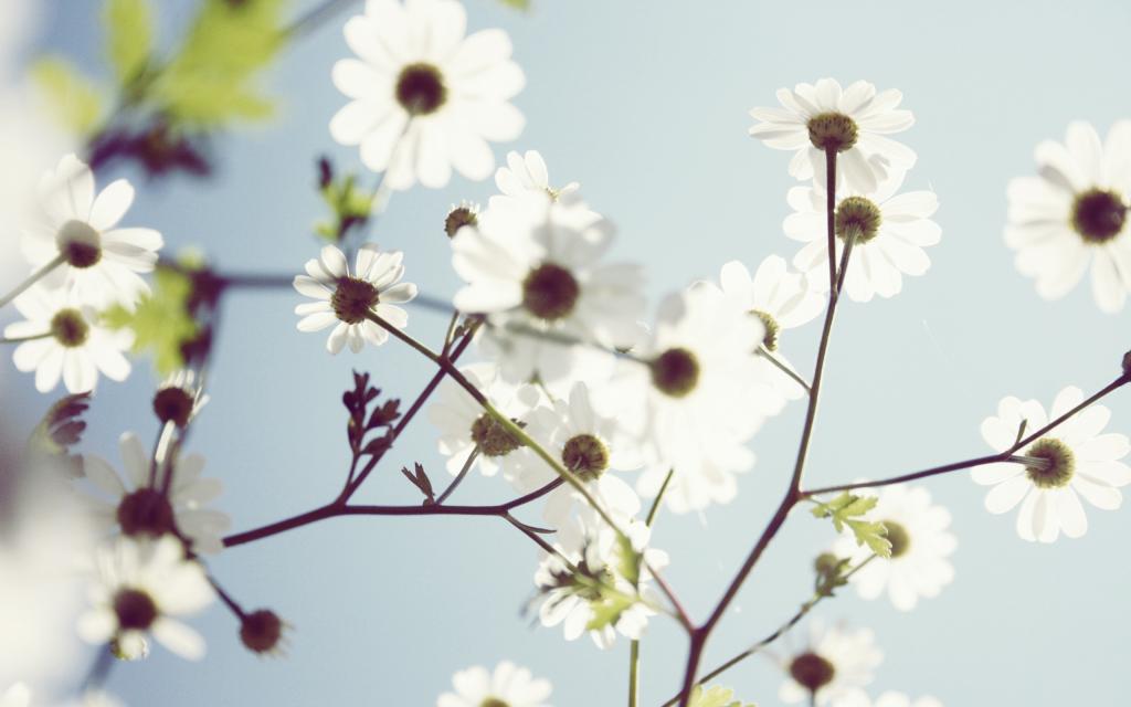 春天的白色花朵