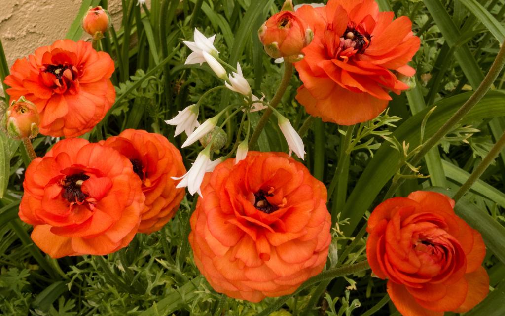 美丽的成熟的花园橙色毛茛花