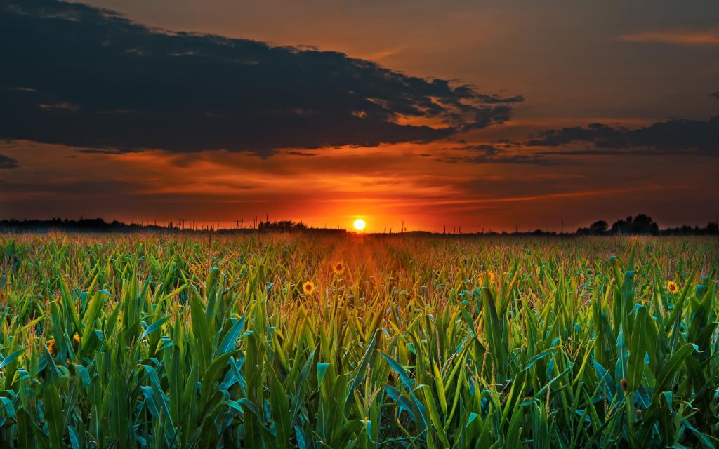 夏天太阳在玉米田的日落