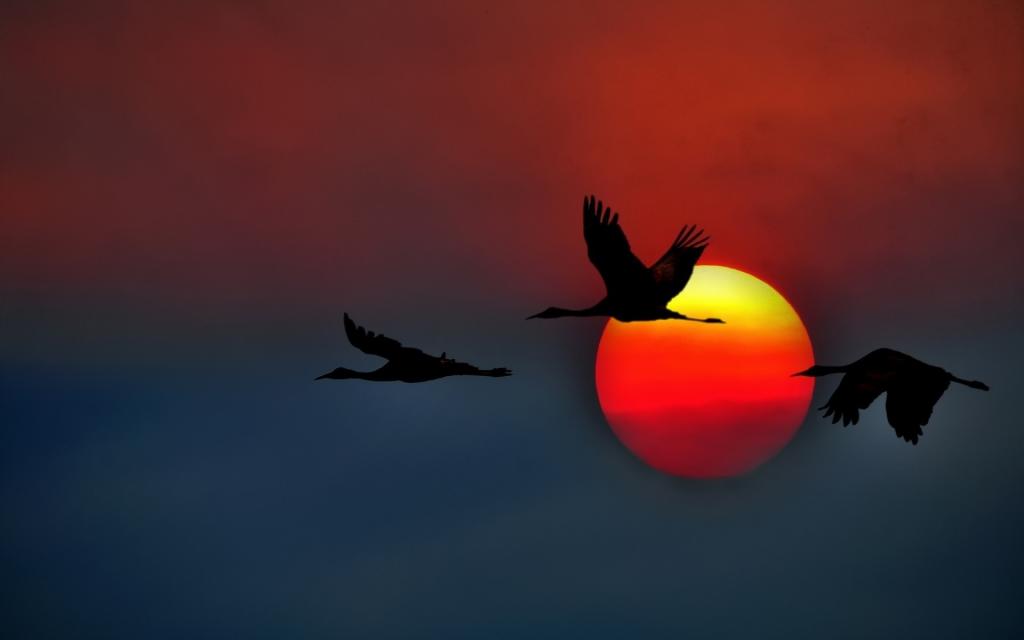 三个天鹅在红太阳的背景上