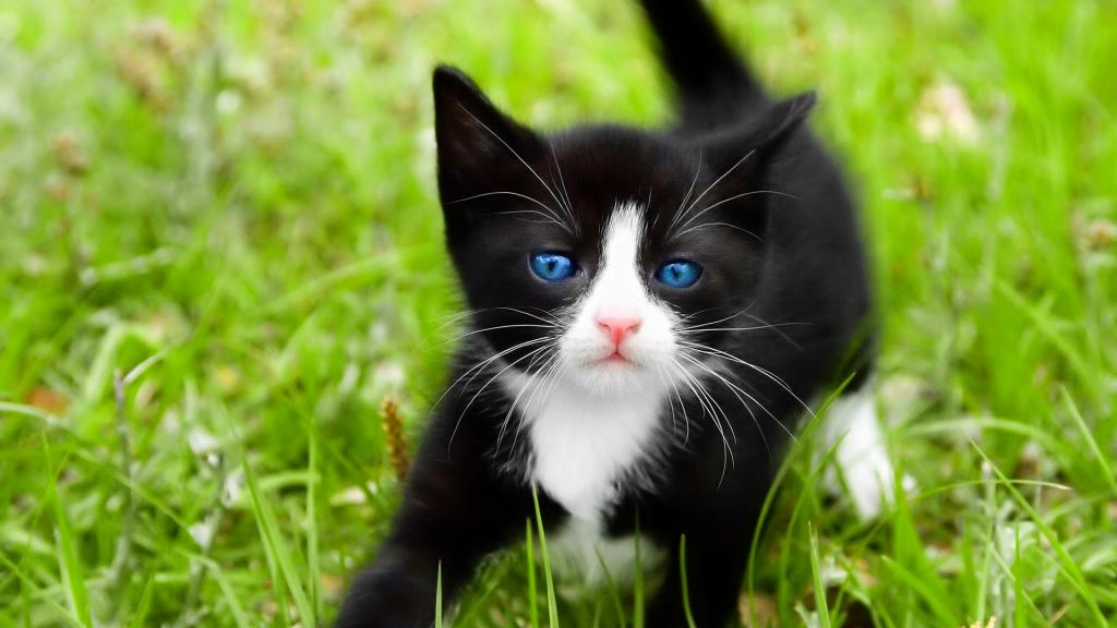 一只蓝眼睛的小猫