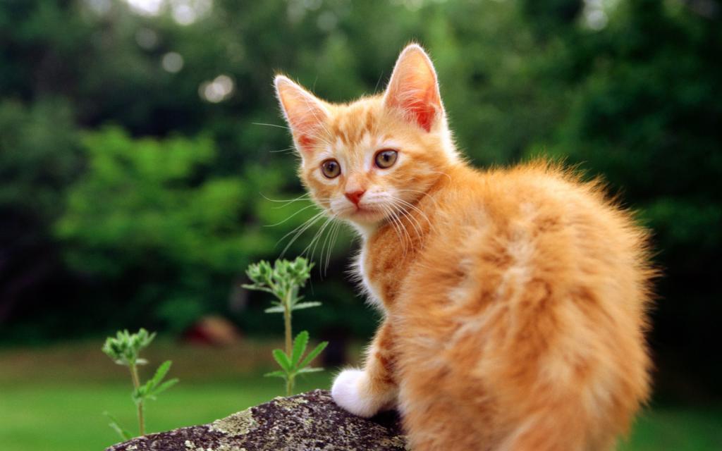 在石头上的小美丽的红猫