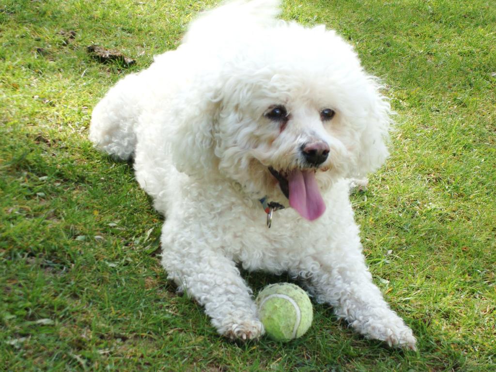一条狗bischon楣在草坪上与一个球