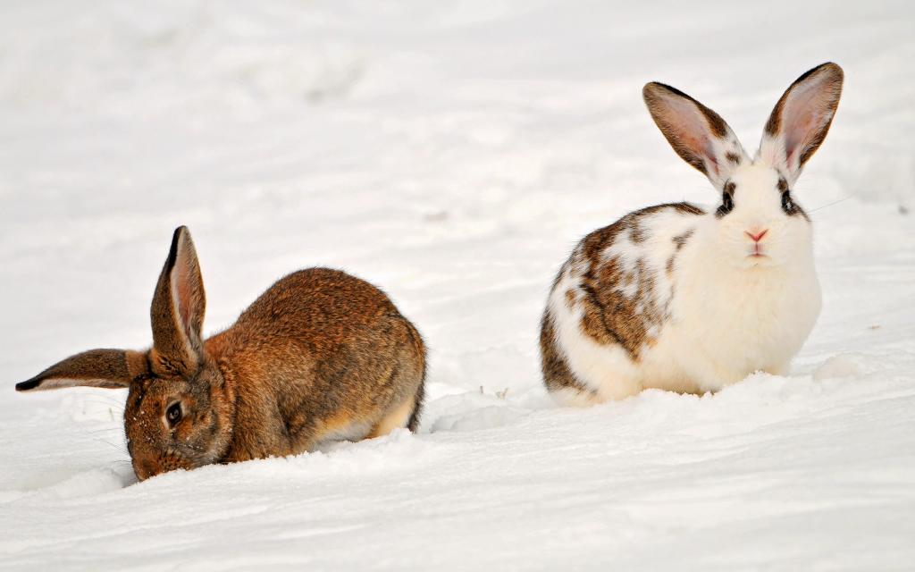 兔子在雪地里