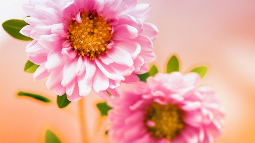 一双粉红色的花朵