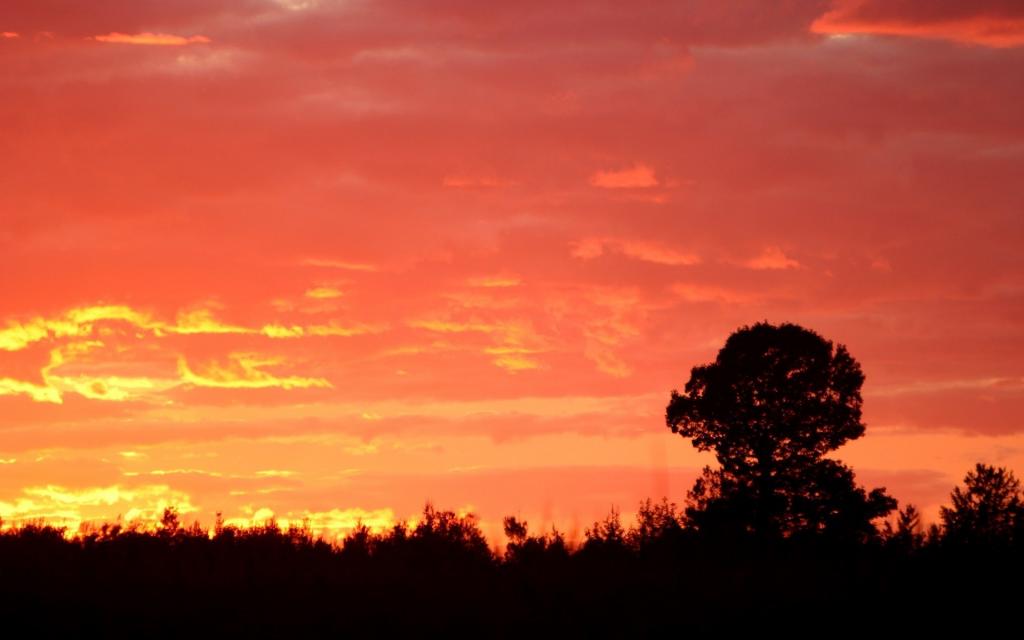 一棵树在红色的日落背景上的轮廓