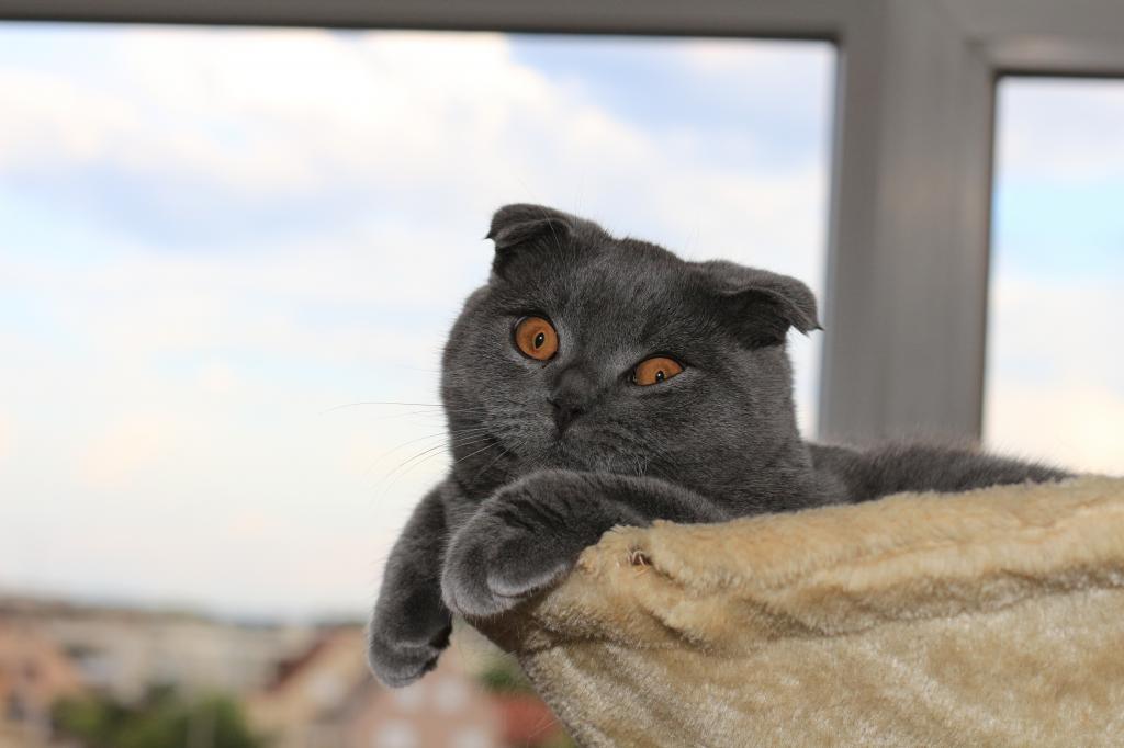 灰色的苏格兰折叠猫在他的床上