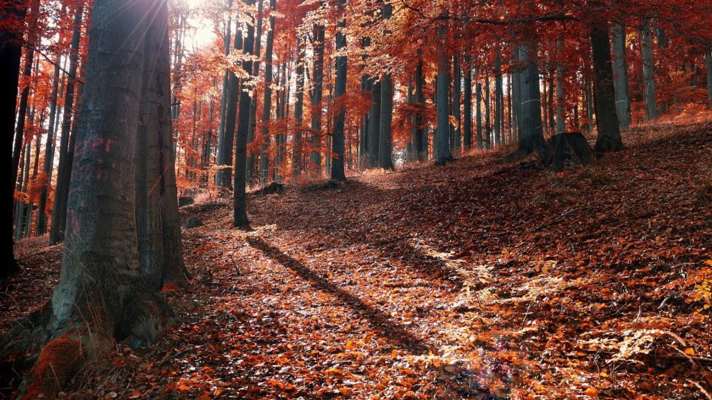 秋天在森林里