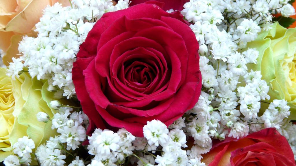 大红玫瑰与白花levka
