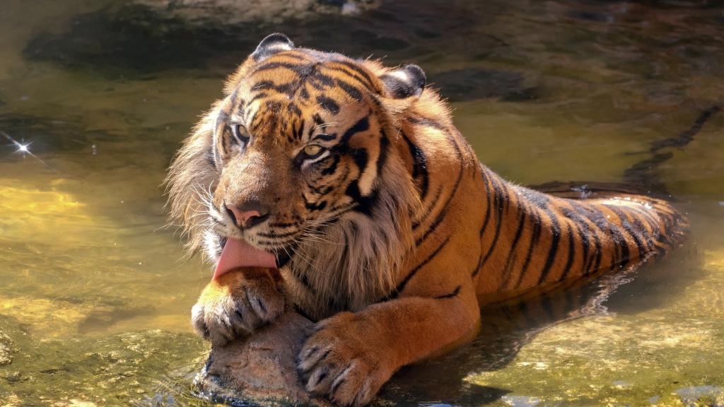 一只大老虎在水里舔爪子
