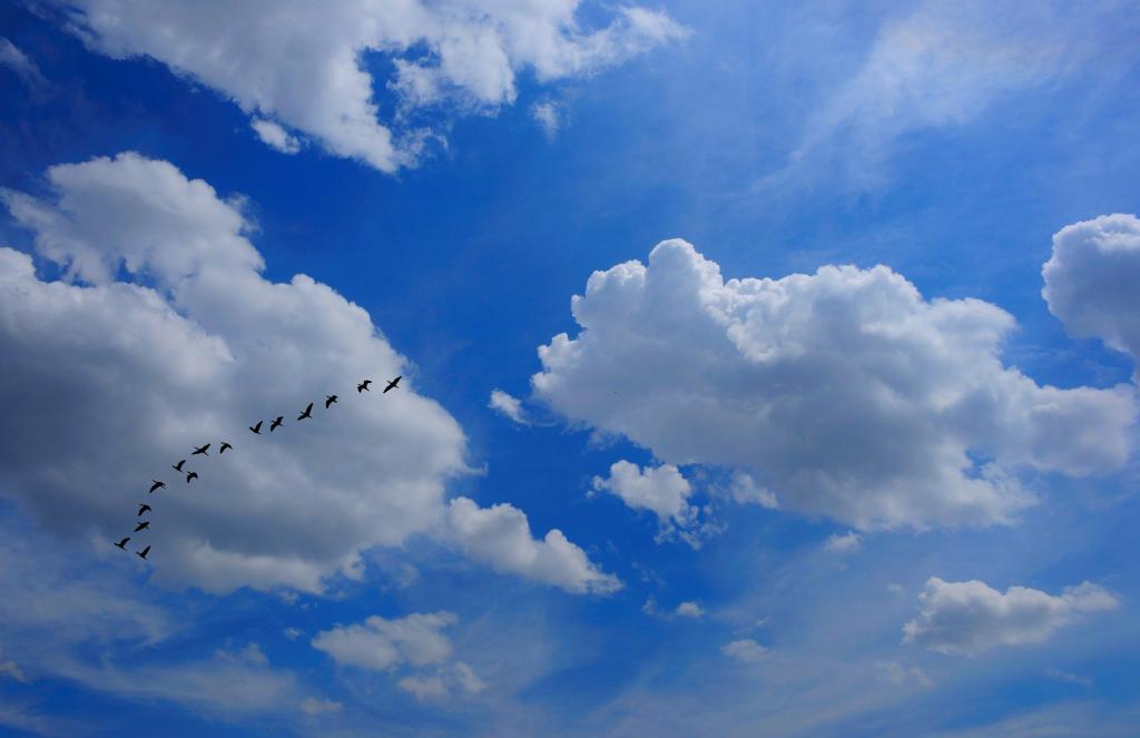 一群鸟在云端