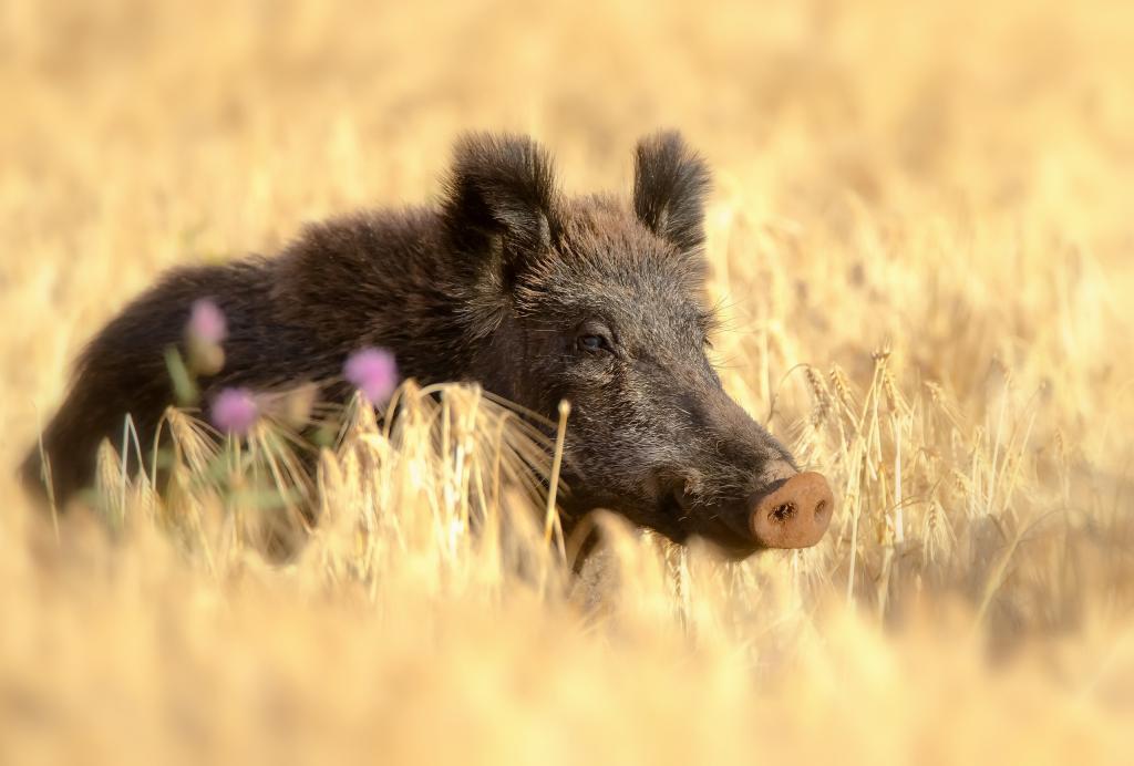 在黄色小麦领域的大野公猪在夏天