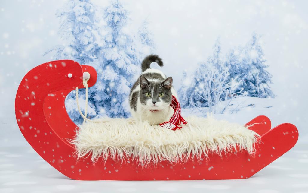 在喜庆的红色雪橇在冬天的猫