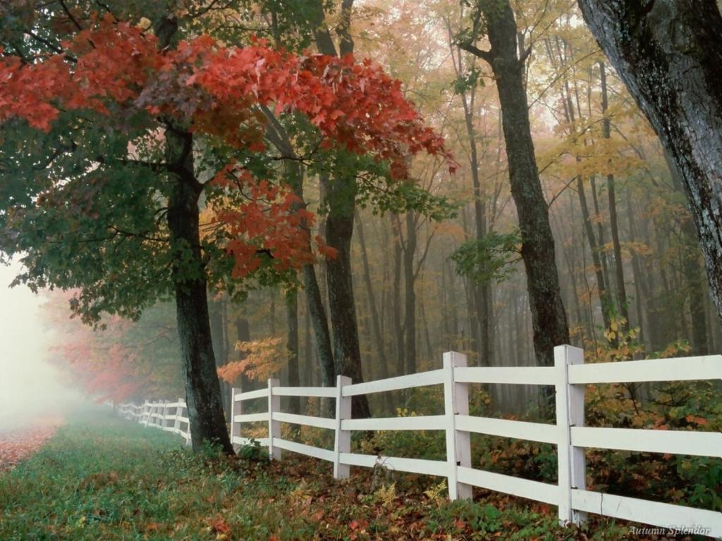 白色的篱笆在秋天的树林