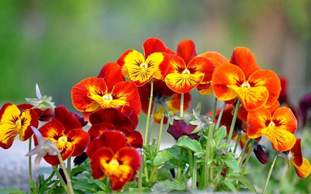 春天的花朵中提琴（紫罗兰，紫罗兰）在公园里