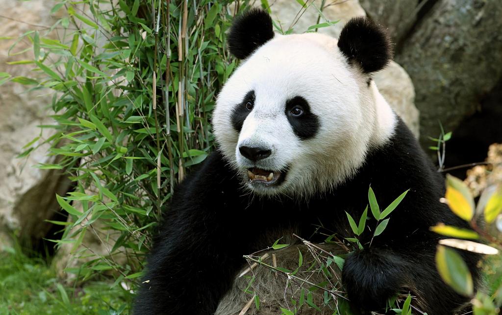 一只熊猫的滑稽面孔