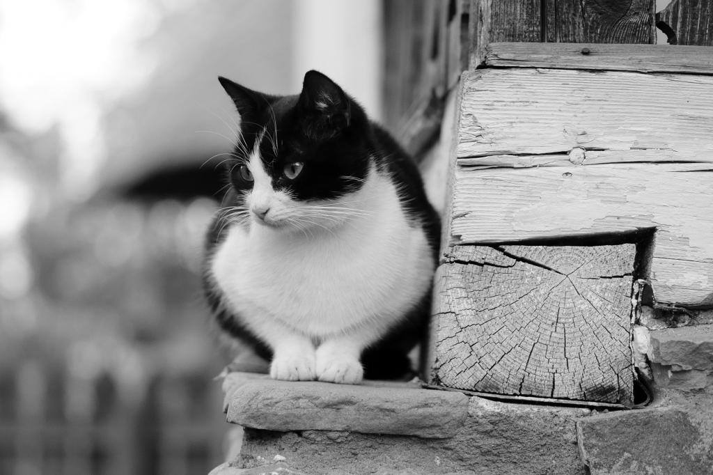 黑色和白色的猫，木墙上