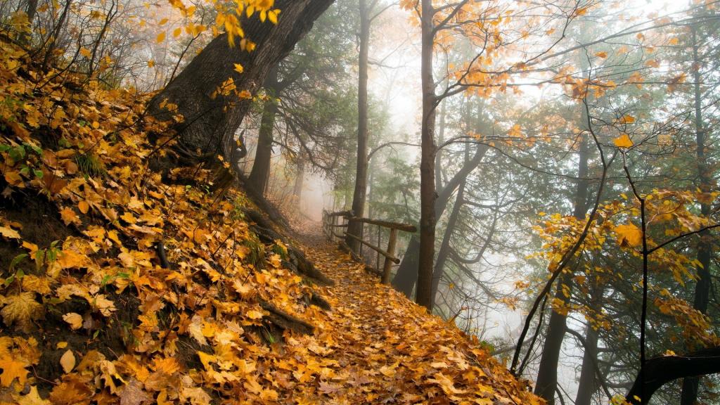 在秋天的树林中的路径