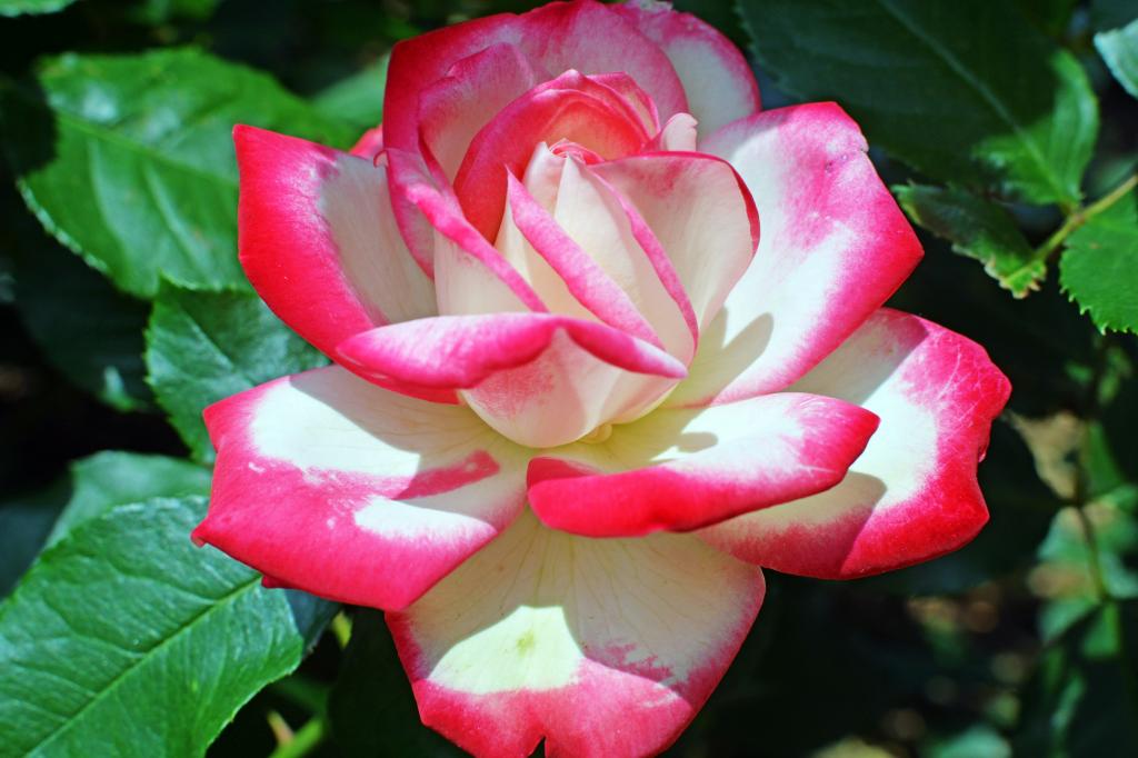 粉红色的白玫瑰特写