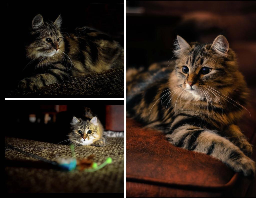 一只西伯利亚猫的照片拼贴画