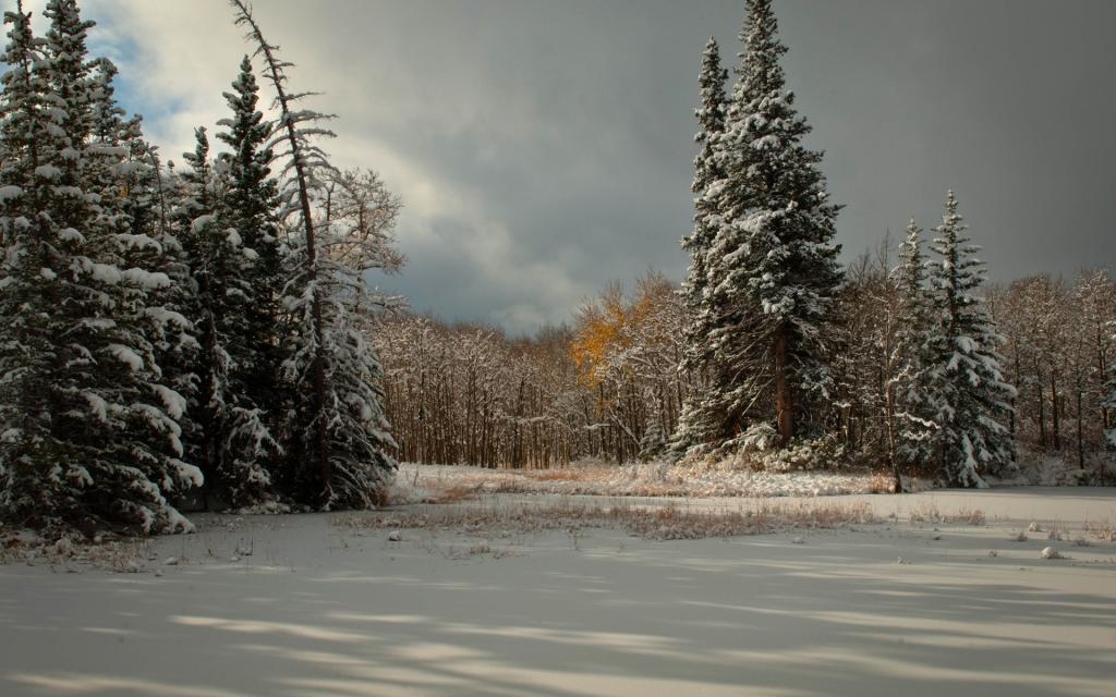 冬季景观与积雪覆盖的树木