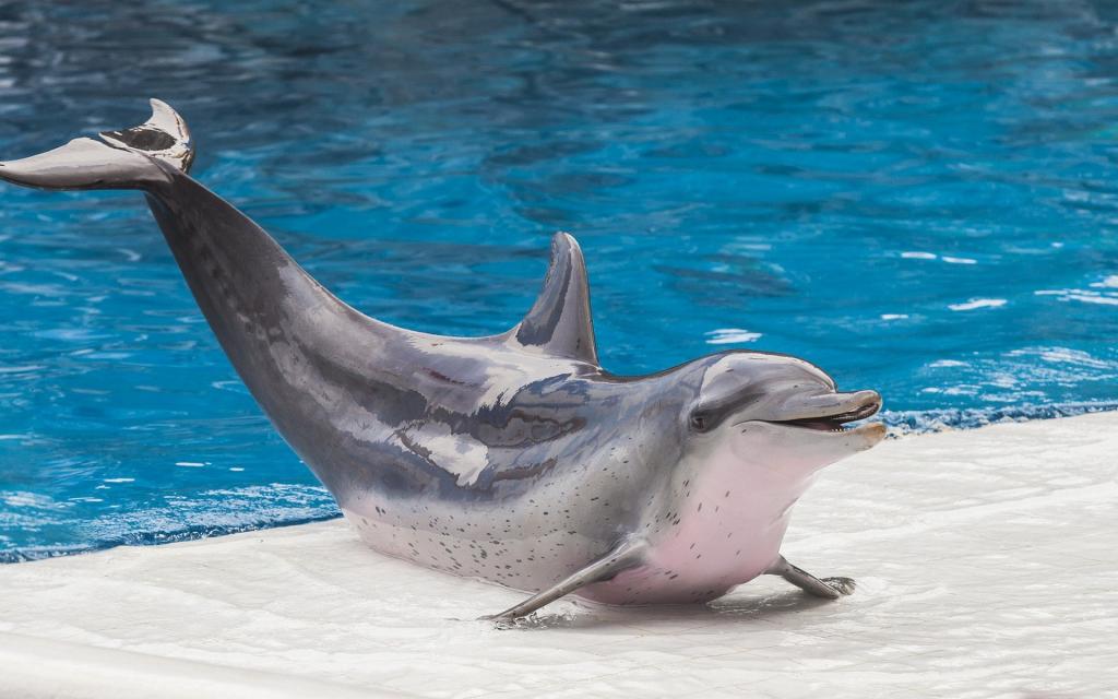 海豚在海豚馆游泳池的边缘