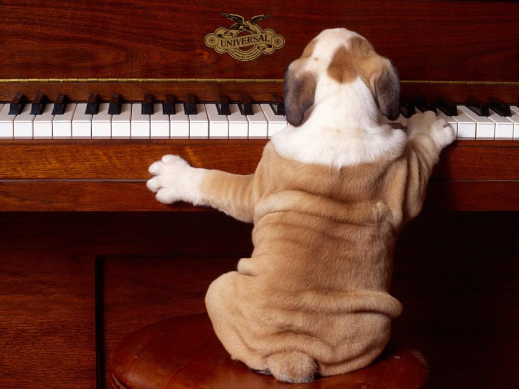 夏普的小狗弹钢琴