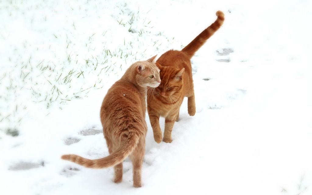 猫在雪地里相遇