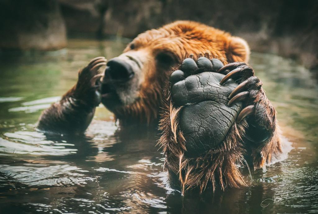 熊洗澡