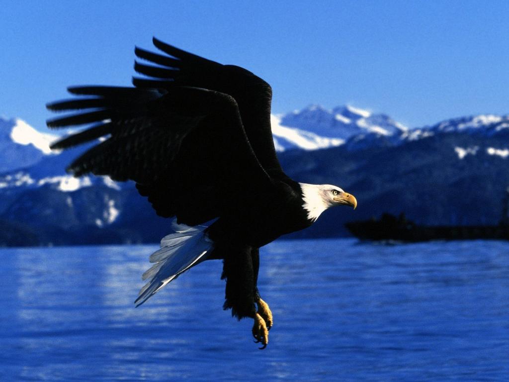 在阿拉斯加的一只老鹰的飞行