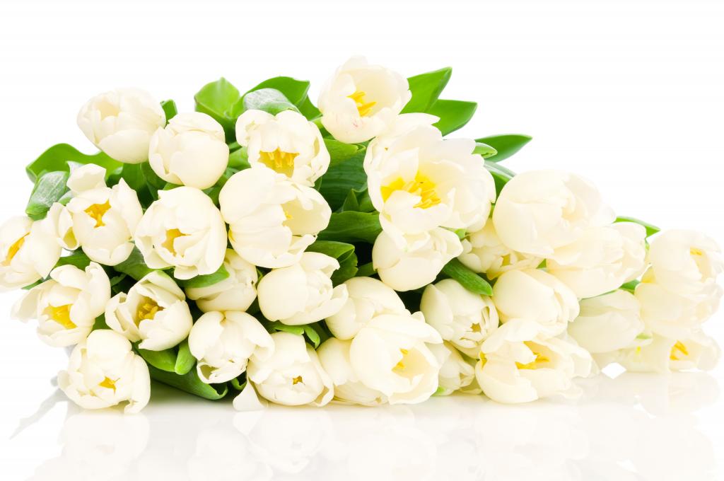 白色郁金香大花束在白色背景的