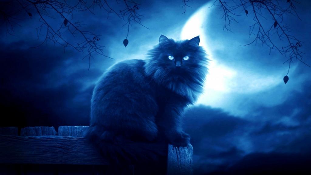 毛茸茸的黑猫在月亮的背景上