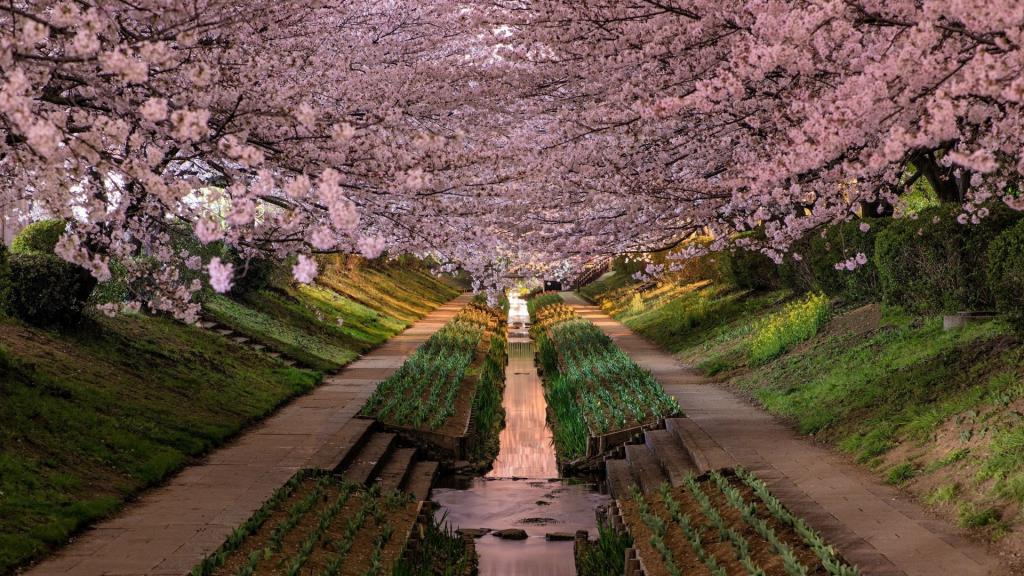 春天开花的花园在日本