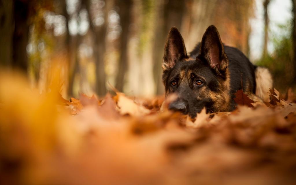 德国牧羊犬在秋天的公园