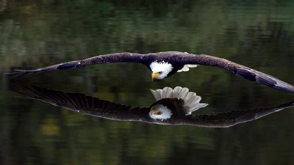 秃鹰飞过水面