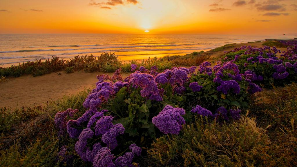 在日落海滩上的丁香花