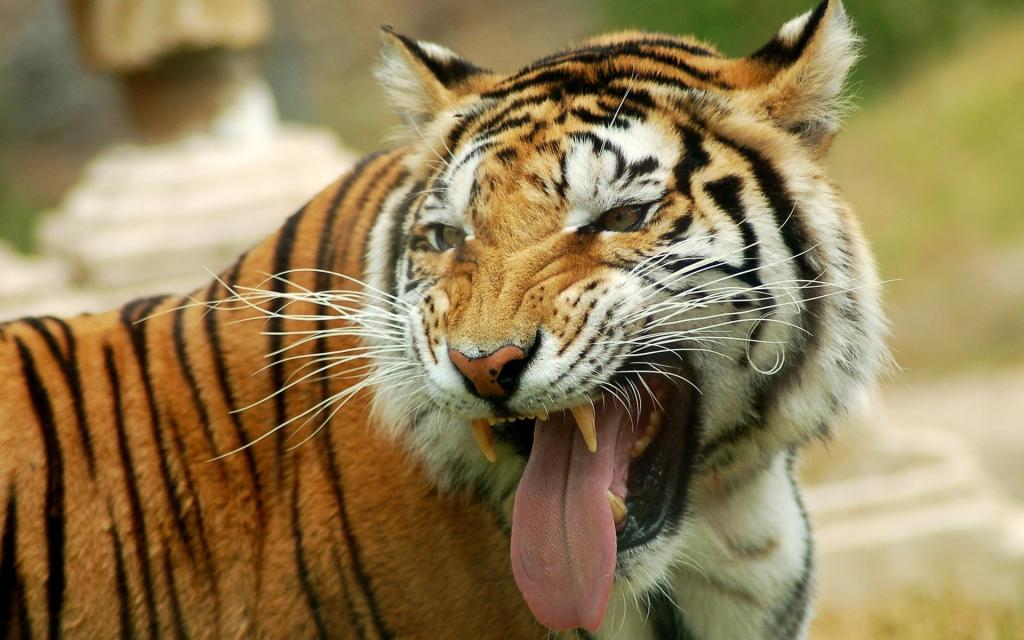 老虎伸出舌头