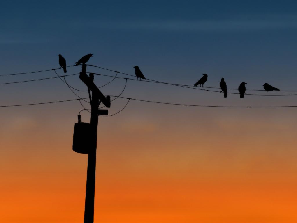 电线上的乌鸦