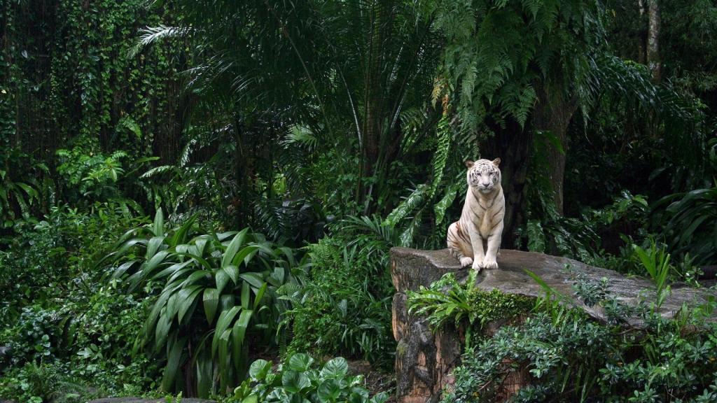 老虎坐在丛林中的一块岩石上